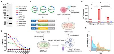 A Novel and Secure Pseudovirus Reporter System Based Assay for Neutralizing and Enhancing Antibody Assay Against Marburg Virus